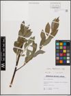 Foto von Salix daphnoides Vill.